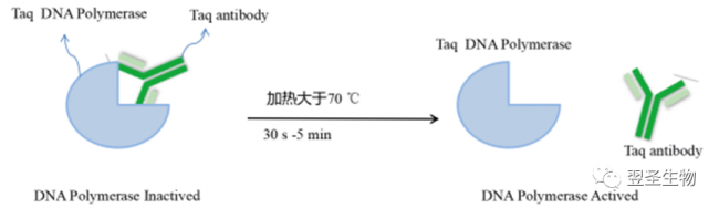 Taq antibody封闭机制深度解读
