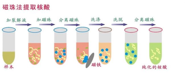 一文看懂生物磁珠，分离纯化应用不用愁！