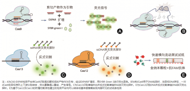 【述评】CRISPR/Cas系统在感染性疾病诊断中的应用