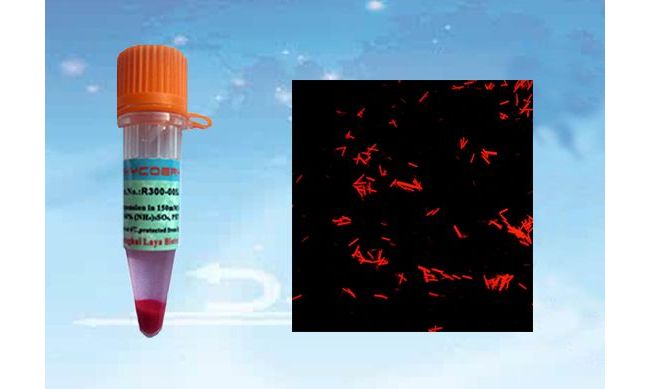 上海朗雅生物科技有限公司