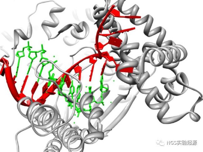 分子生物学中最重要的酶，DNA聚合酶发展简史