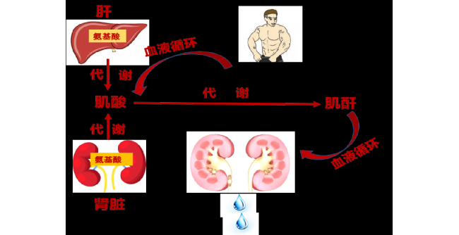 287款获证肌酐测定试剂助力肾功能检测