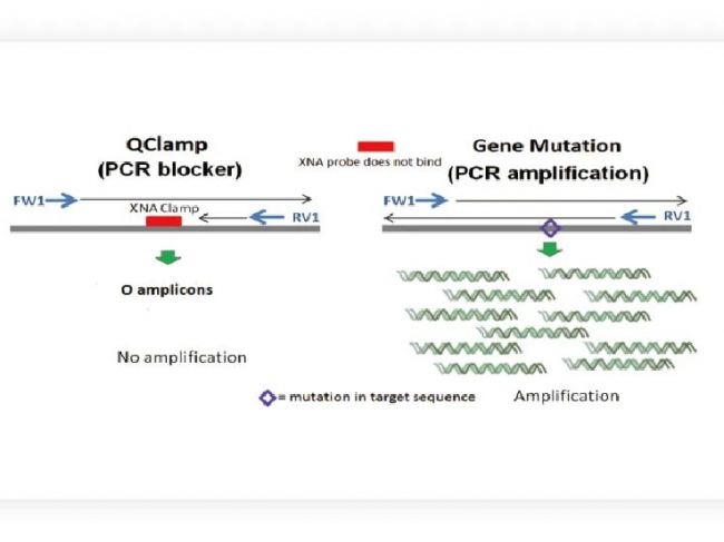 PCR 如何鉴定新冠病毒变种？这有一思路