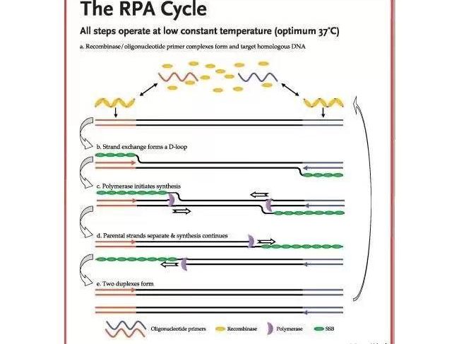 核酸检测革命：可替代PCR的犀利技术——RPA
