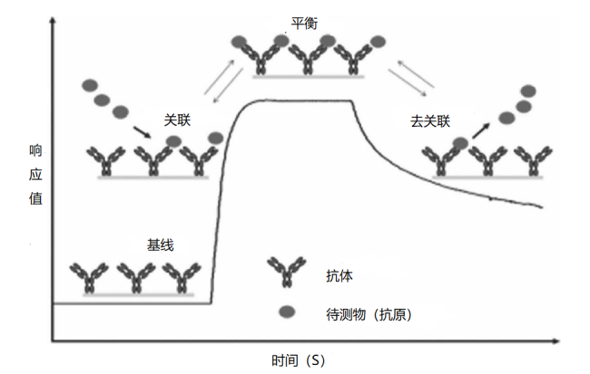 诊断技术｜诊断用抗体的亲和力和多样性