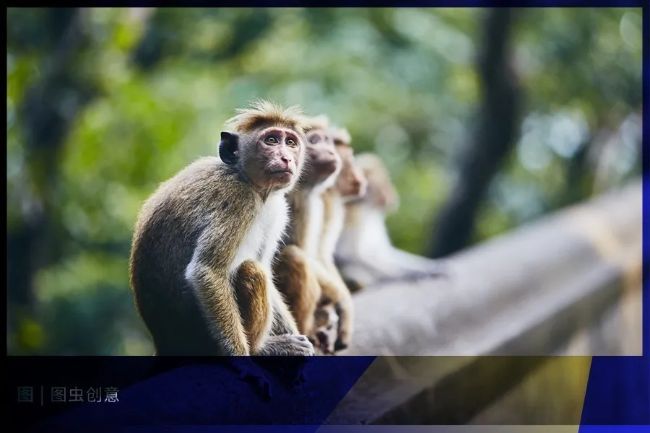 涨至10万一只！实验猴子啥时候成了创新药圈的期货和战略储备？