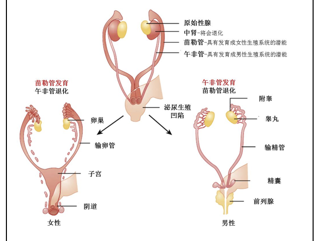 干货 | AMH（抗缪勒氏管激素）最全市场分析！