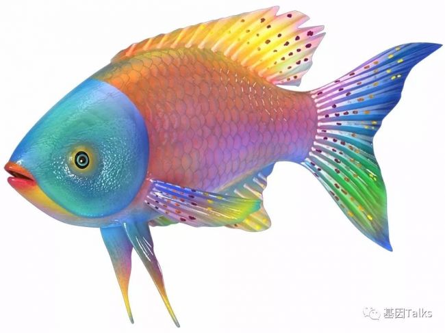 分子技术丨FISH检测技术介绍
