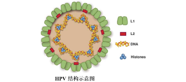 冰与火之歌：DNA vs RNA
