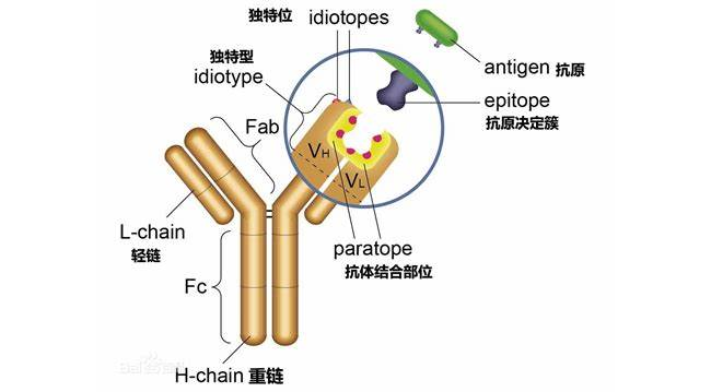 聊聊既熟悉又陌生的“不规则抗体”