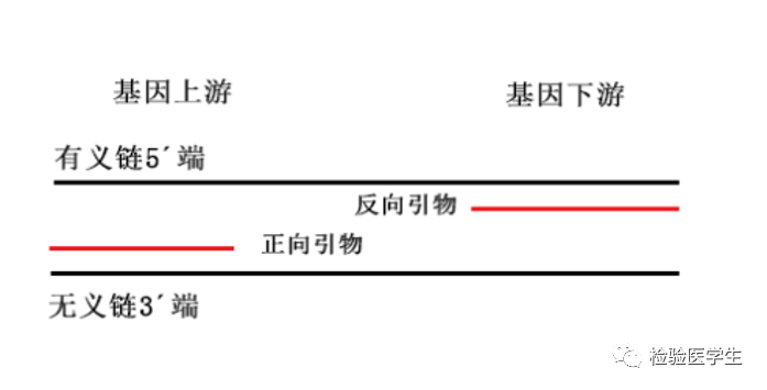 您有一份基因科普素材，请查收！