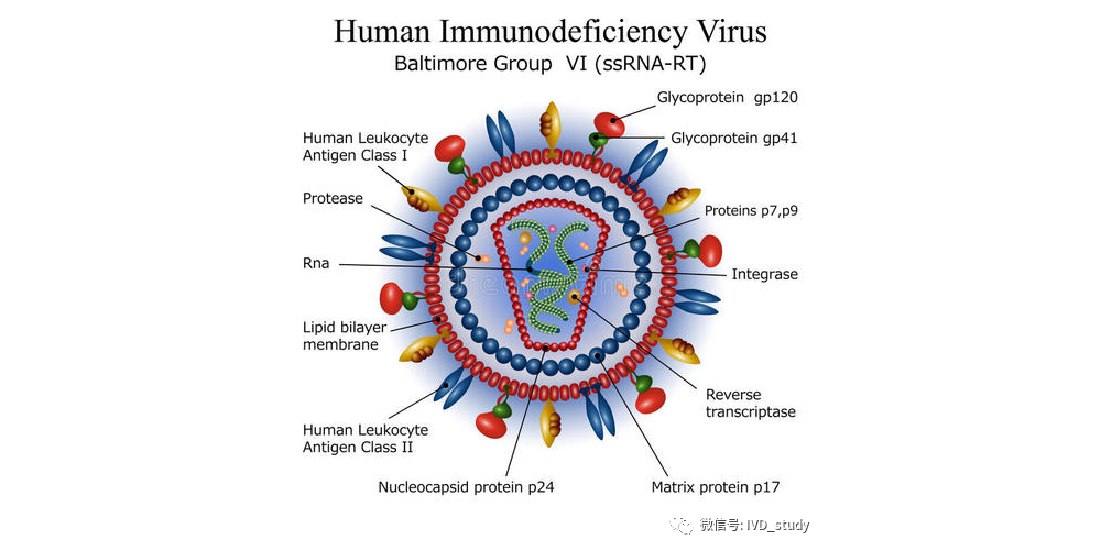 世界艾滋病日：全面了解HIV诊断