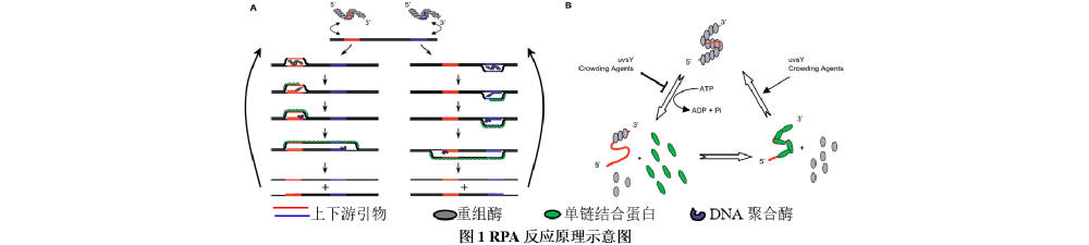 充满想象力的恒温扩增技术丨RPA、RCA、SDA、HDA