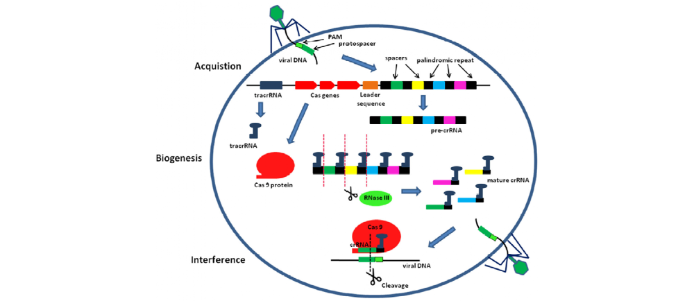 传说中的CRISPR/Cas分子诊断技术到底是个啥？