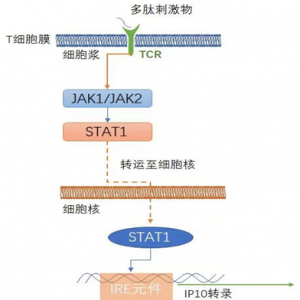 分子诊断专题 | 分子诊断在结核病检测中的应用