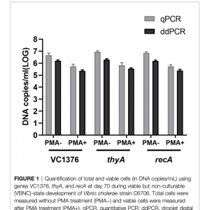 微滴式数字 PCR 联合叠氮溴化丙锭技术计数不可培养的霍乱弧菌活菌