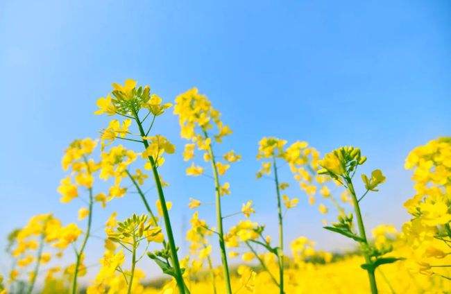 FDA | 家用新冠核酸和快速抗原检测试剂提交资料模板