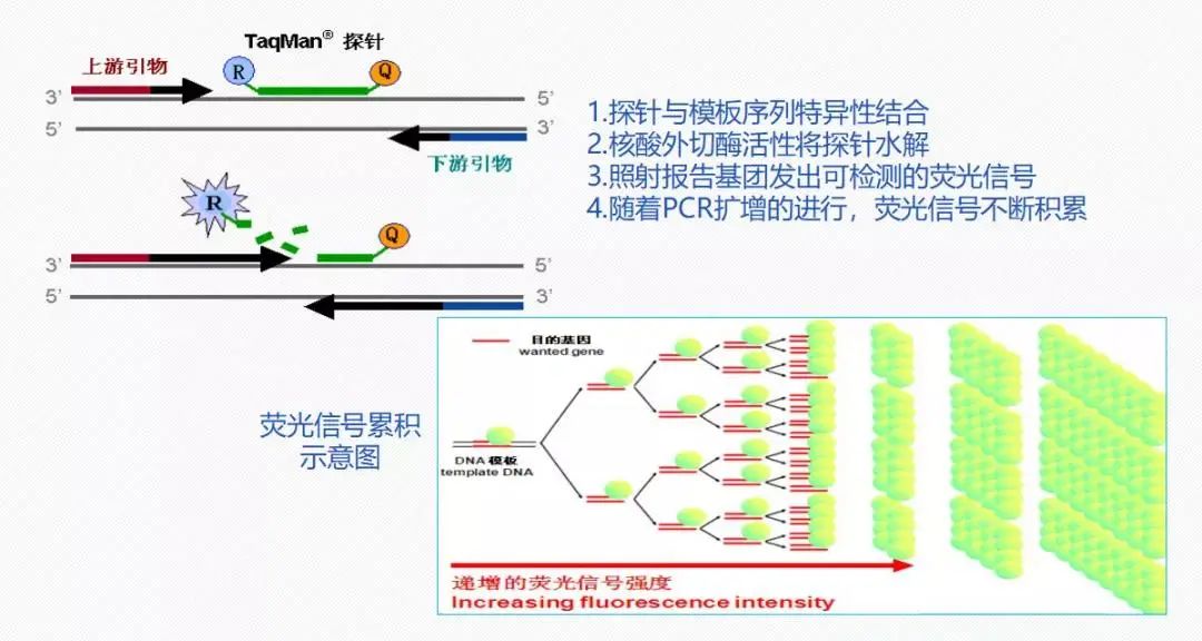 PCR核酸检测操作注意事项