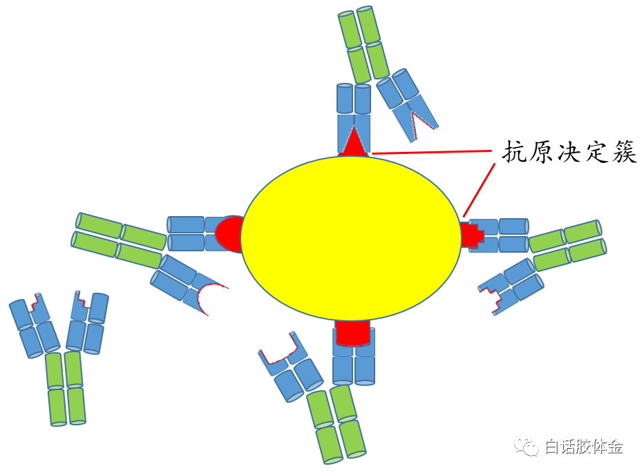 白话胶体金系列——第四话<免疫相关概念>