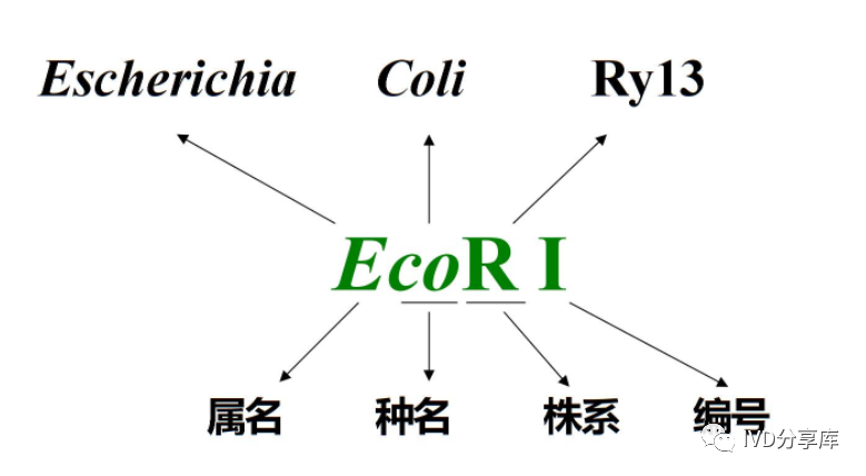 分子诊断中常用的工具酶