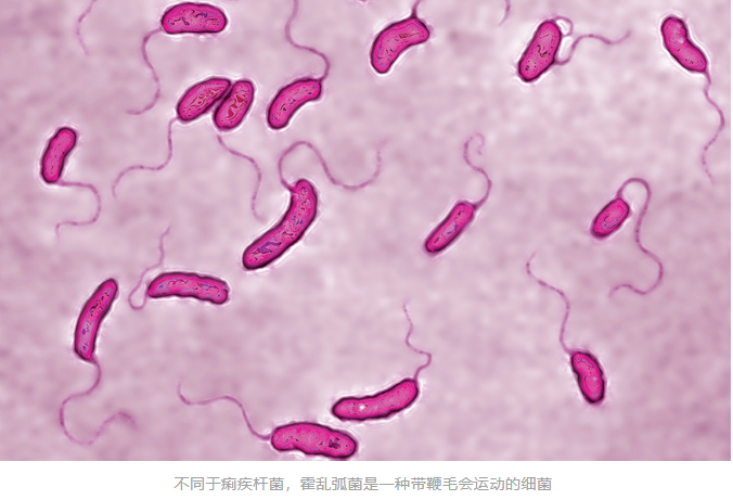 甲类传染病霍乱霸屏，IVD人最关心的几点在这里