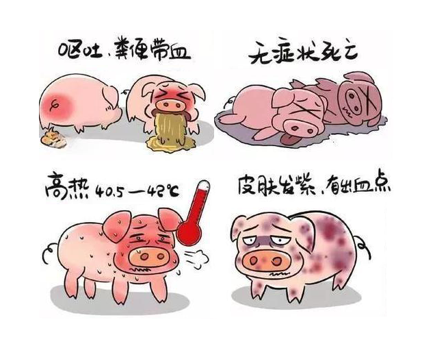 CRISPR用于非洲猪瘟检测