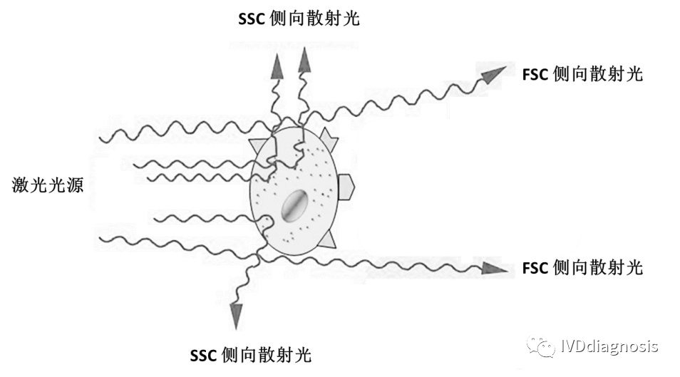 流式荧光VS化学发光，谁能笑到最后？