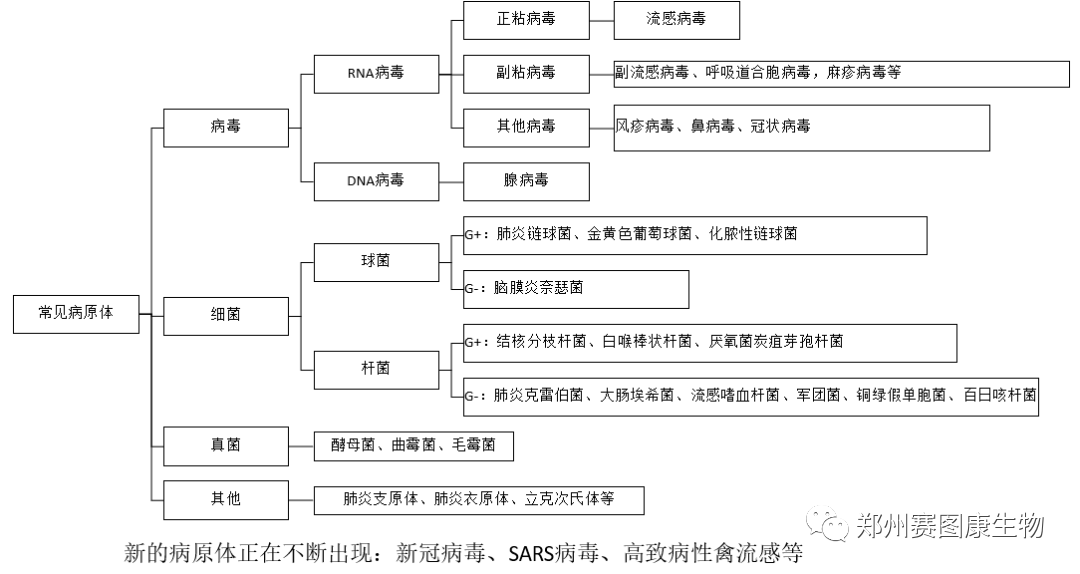 关于下呼吸道致病菌的检测