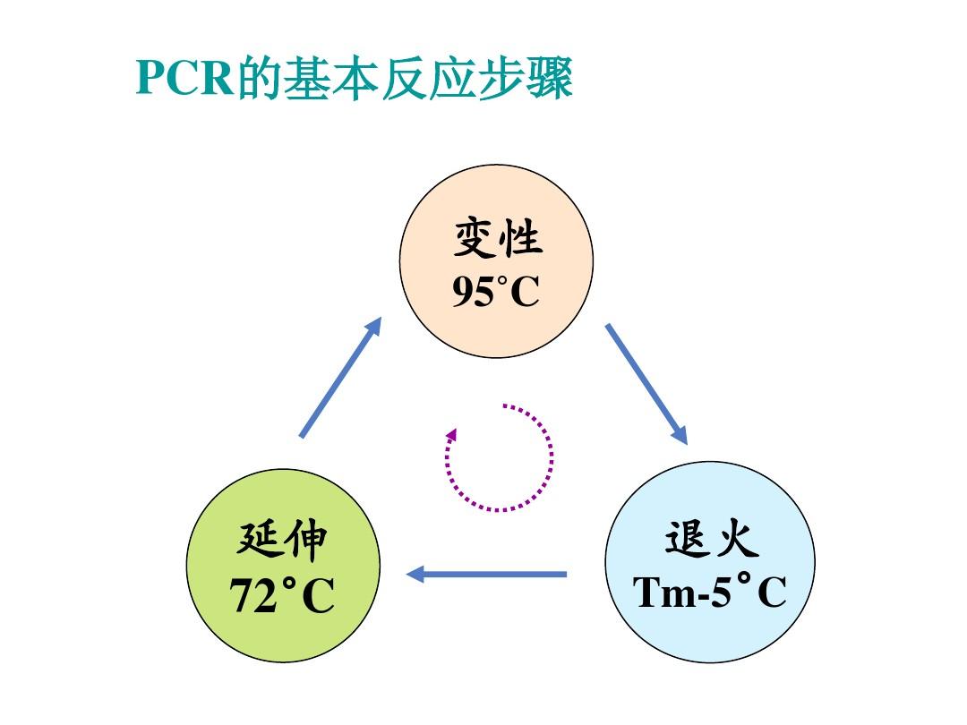 PCR反应各个组分和条件