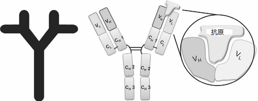免疫 | 抗体和免疫测定简介
