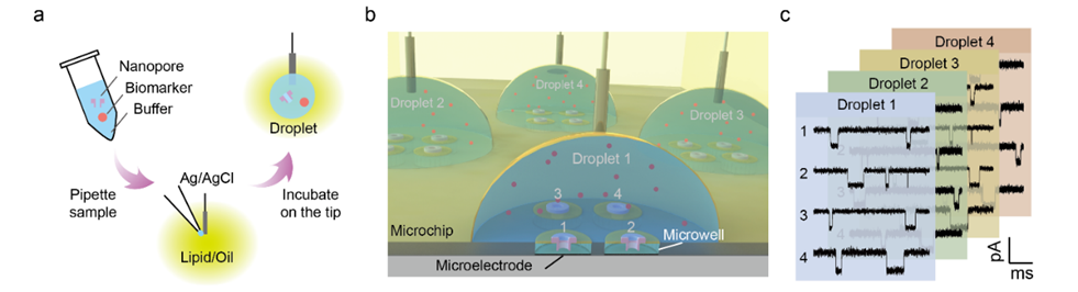 利用液滴纳米孔传感平台，实现单分子水平上皮克级生物标志物的灵敏检测 ...