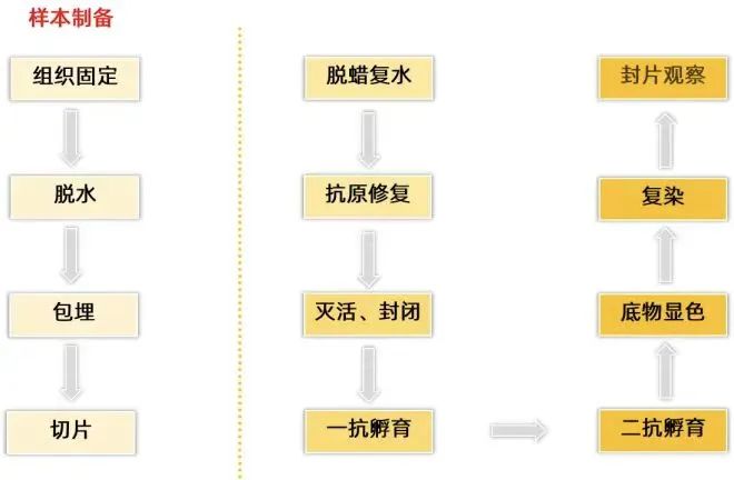 免疫组化：初来乍到，请多关照！