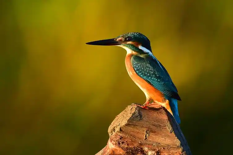 39项菜单背后的阳谋：罗氏为何要在“免疫帝国”里硬塞进一台质谱仪？