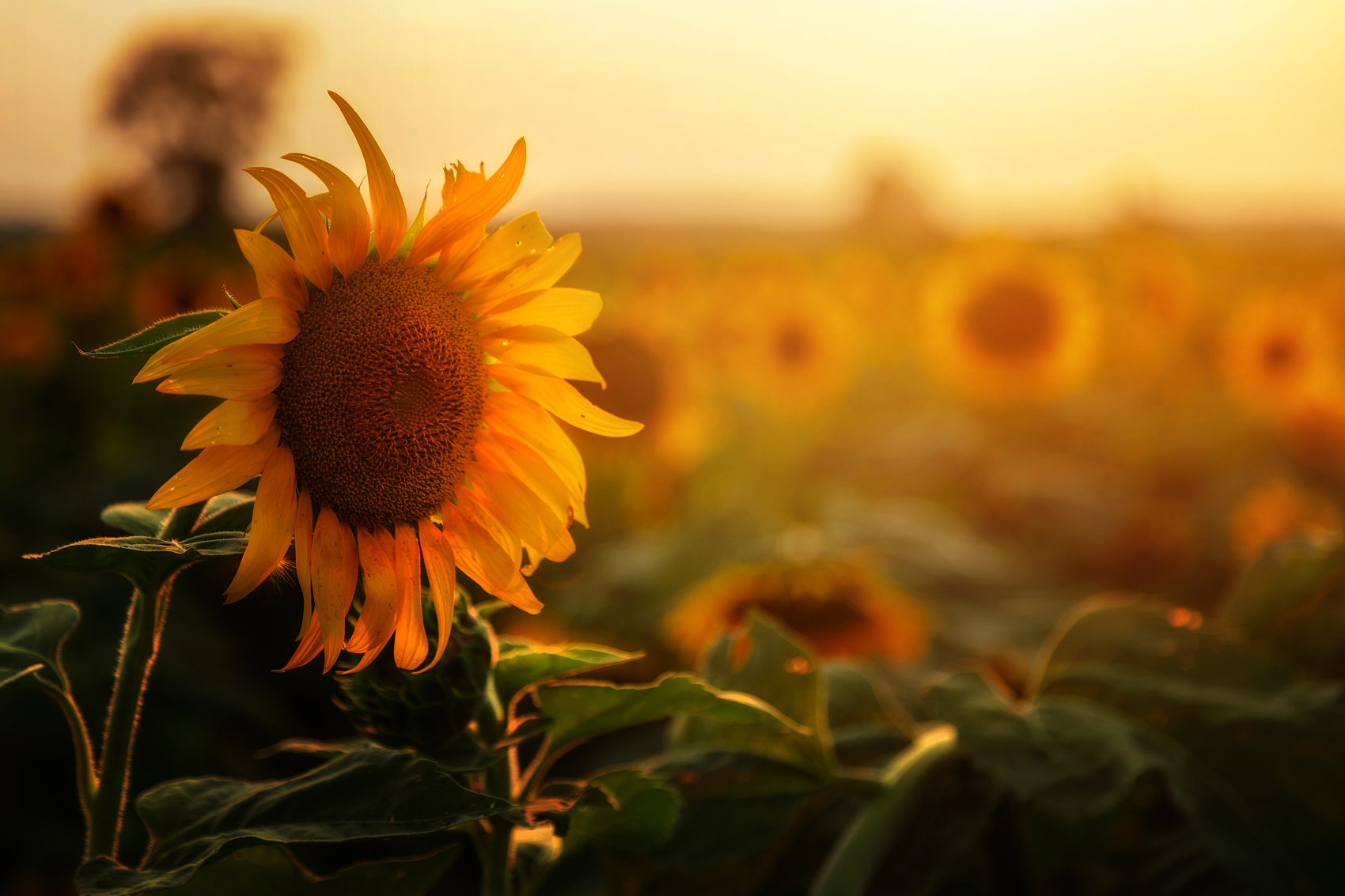迪尔生物，启动新三板退市流程！