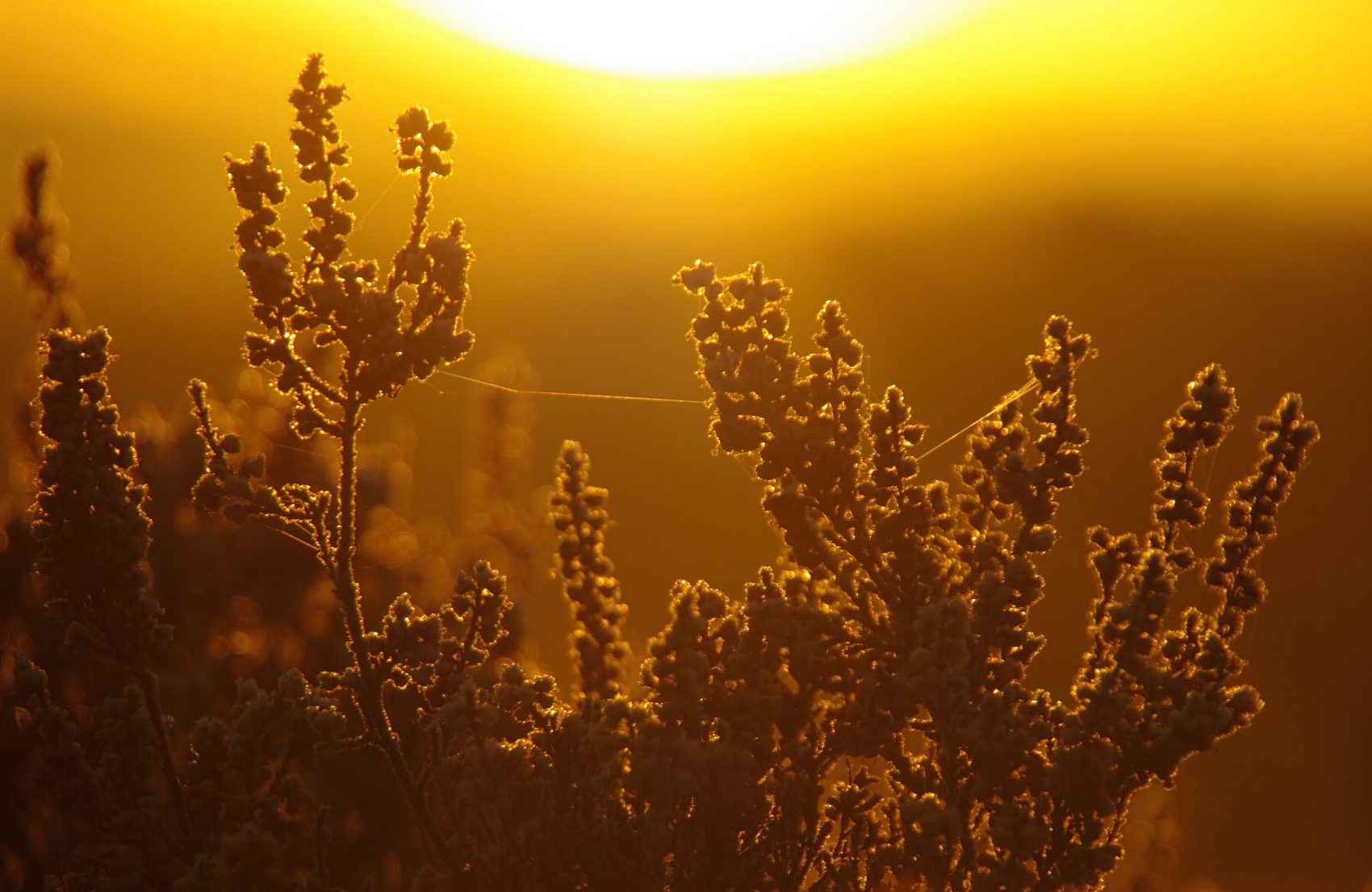 监管升级：IVD行业迎来法治时代