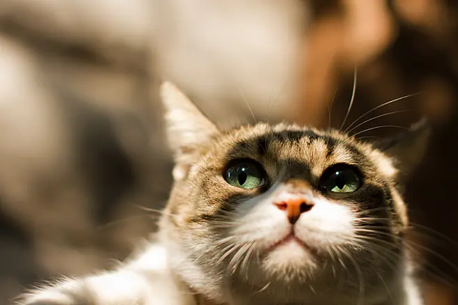 IVD上市大企，2大核心项目延期！